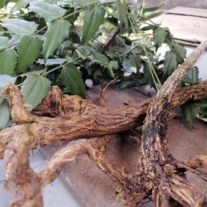 狭叶十大功劳 细叶十大功劳 黄天竹 刺黄柏 功劳木新鲜野生中药材