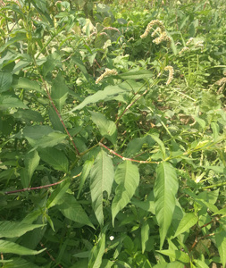 新鲜辣蓼辣蓼草白花辣蓼水蓼白辣廖草旱蓼辣马蓼500g