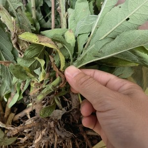 新鲜大风草苗 大风艾 艾纳香牛耳艾大枫草带根整棵小苗1棵