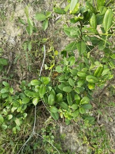 广东新鲜酒饼簕 东风桔中草药材 东风橘 狗骨簕 山桔簕九骨刺