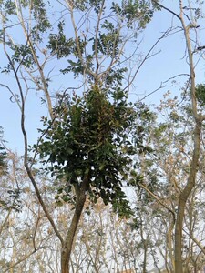 800人付款淘宝天然青草沙梨树寄生 沙