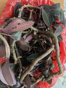 新鲜单线石面莲石上藕公石松石蚕真金草尖叶金线莲血叶兰500克