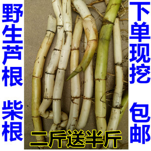野生新鲜芦苇根 粗芦苇根 现挖芦根 苇子根500克 芦茎 苇茎凉茶