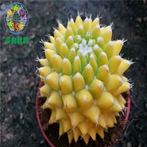 叶先生的多肉世界 银春锦 开花仙人球沙生易养超大7cm以上防辐射