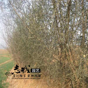 带刺树苗篱笆围墙