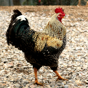 湖南石门芦花公鸡老母鸡土鸡农家散养走地鸡柴草鸡童子鸡新鲜现杀