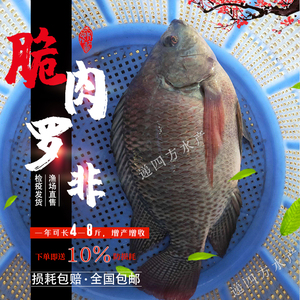 脆肉罗非鱼苗特大耐寒罗非鱼苗抗寒淡水鱼苗活物鲜活广东鱼苗淡水