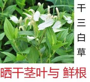 野生晒干三白草 一白二白叶莲水木通天性草 另可售新鲜根30元一斤