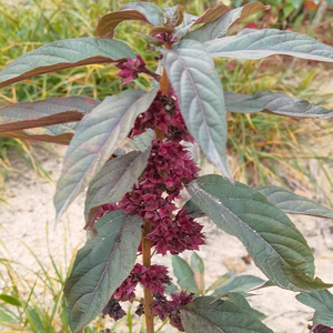 900人付款淘宝野生鬼灯笼草根500克现采根包邮白花鬼点火苦灯笼 中草