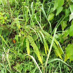 毛排钱新鲜麒麟片金钱豹钱串草潮汕排钱树阿婆钱天然龙鳞草500g包
