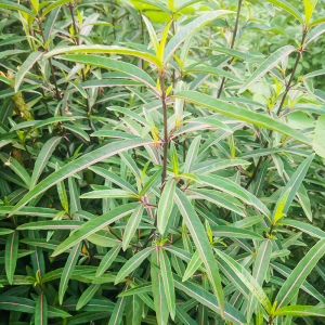 潮汕刣蛇剑 新鲜台蛇剑 金花黄500g金塔花叶血路草农家天然金蝶花