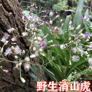 肖山虎草药植物图图片