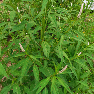 青葙草潮汕中草药新鲜草蒿萋蒿昆仑草百日红鸡冠苋现采狗尾草500g