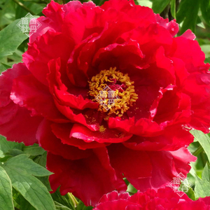 【芳纪】菏泽大红色牡丹花苗 礼物包活对版 庭院地栽阳台盆栽