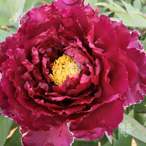 【皇嘉门】菏泽正宗牡丹花苗 阳台盆栽花卉 黑色系牡丹