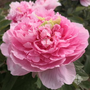 【贵妃插翠】菏泽粉色系牡丹花苗 礼物包活对版 庭院地栽