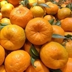 四川自贡碰柑桔子新鲜水果 现摘现发9斤半