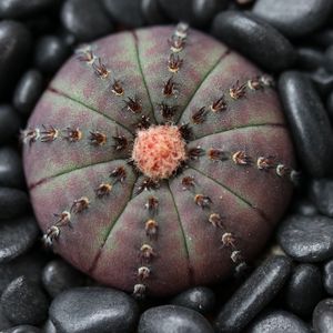 芳野植物 实生仙人球 士童属 艳肌士童 多肉植物