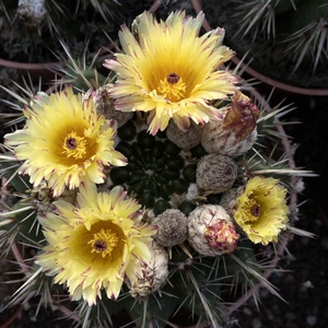 实生仙人球 南国玉属notocactus pampeanus 狮子王丸