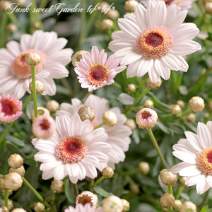 玛格丽特春之花束人气2005雏菊花苗多年生耐寒爆花品种阳台花卉