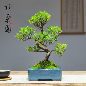 造型老桩小叶赤楠盆景金丝楠木室内办公桌茶几案台绿植苔藓小盆栽