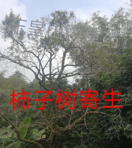 野柿子树野生