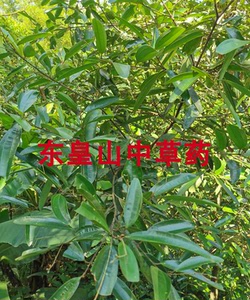 【桂木树】桂木树品牌,价格 - 阿里巴巴