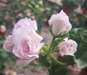 天竺葵盆栽垂吊杰克玫瑰重瓣灿石碗绣球花苗带花苞阳台窗台北京发