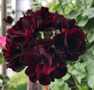 垂吊天竺葵黑玫瑰花苗大花勤花四季开花带花苞北京发货阳台美汤米