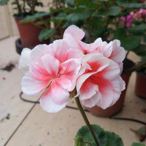 天竺葵盆栽直立美皇后带花发货花期长四季花阳台花卉窗台空气容易