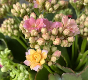 进口长寿花七彩变色龙盆栽花卉带花苞重瓣成品阳台办公桌净化空气