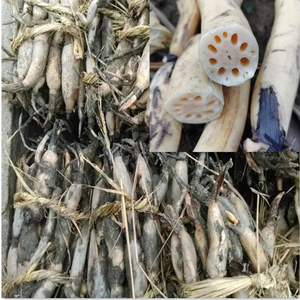 洞庭湖正宗野生带芽细长小湖藕可种藕苗藕种全国包邮