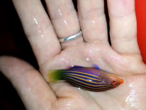 海水鱼活体 三色龙八线龙鳄鱼龙班节海龙鸭嘴龙青龙红龙/六线龙