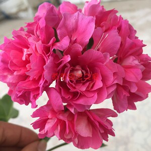 天竺葵花苗粉红地图垂吊天四季开花花量大阳台花园盆栽花卉