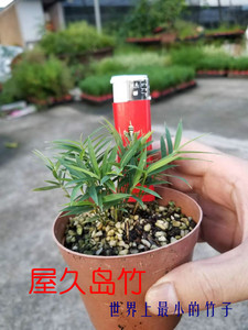 日本屋久岛竹米叶姬竹 最小的竹 迷你竹 微竹 姬翠竹风竹四国矮竹