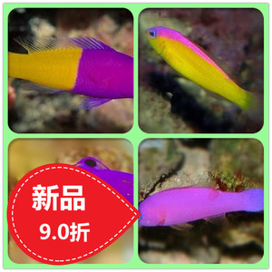 紫草莓双色草莓印尼双色草莓美国草莓鬼王海水鱼活体快递发货包活