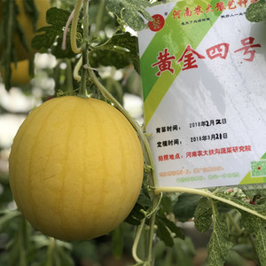 黄金四号豫艺种业黄皮红肉正圆小西瓜优质礼品西瓜100粒厂家直销