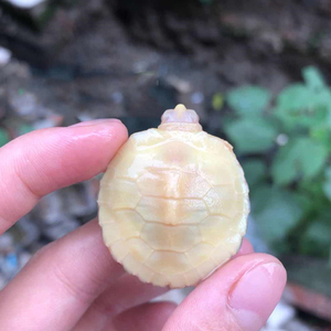 八戒姐姐二号店白化巴西龟苗全品乌龟活物观赏宠物龟活体水龟杂食