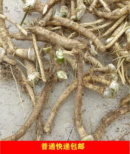 新鲜辣根horseradish山萝卜马萝卜500g 非日式山葵芥末 全年有货