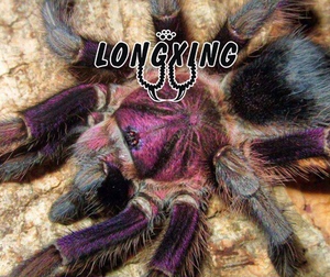 海地咖啡食鸟蛛蓝玫瑰背多米尼加紫足展4厘米