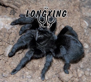 巴西黑丝绒足展2-10厘米全黑色大型宠物蜘蛛活体非常温顺好养