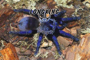 巴西大蓝捕鸟蛛足展8厘米母蜘蛛漂亮蓝色