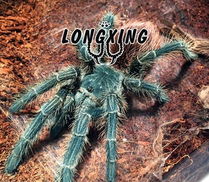 巴西火红食鸟蛛12-14厘米宠物四大金刚足展可达25厘米