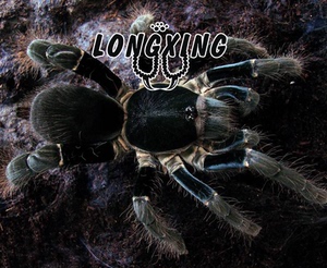 海格力斯巨人巴布足展4-18厘米左右母宠物