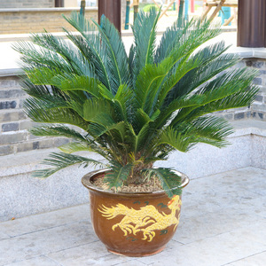 釉古典地面花卉懒人植物种菜花盆缸特大号陶瓷大型铁树绿植包邮