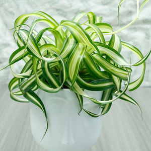 卷叶吊兰盆栽法国女郎网红绿植桌面植物办公室吸甲醛四季常青包邮