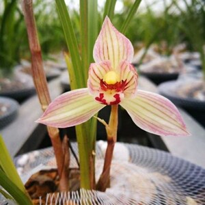 包邮 兰花苗客厅花卉阳台盆栽浓香老种 七彩永昌 兰花莲瓣兰