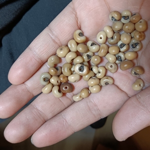 000人付款淘宝棕树棕丝山棕棕毛鸟窝棕做做马尾拂尘棕片山棕榈丝棕线