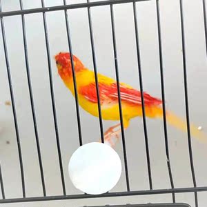 辣椒红玉鸟山东黄白玉鸟红桂皮玉鸟活鸟蜡黄扬州黄玉鸟活鸟芙蓉鸟