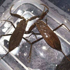 水蝎子 红娘华 蝎椿 活体水族宠物蝎蝽野生水生昆虫包活水中虫子